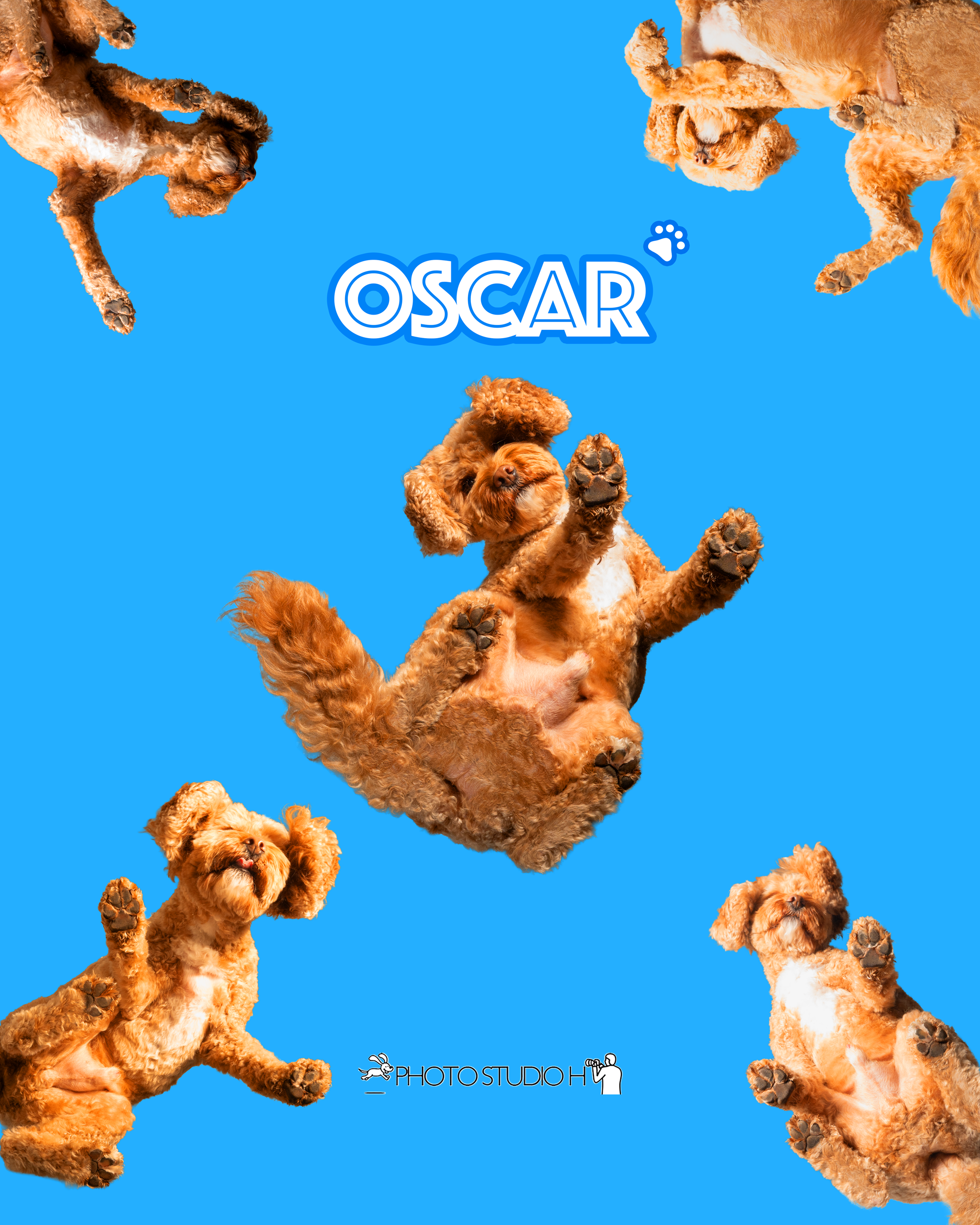 Multiple fluffy brown puppies playing on a bright blue background with the word 'Oscar' and a small paw print in the center.