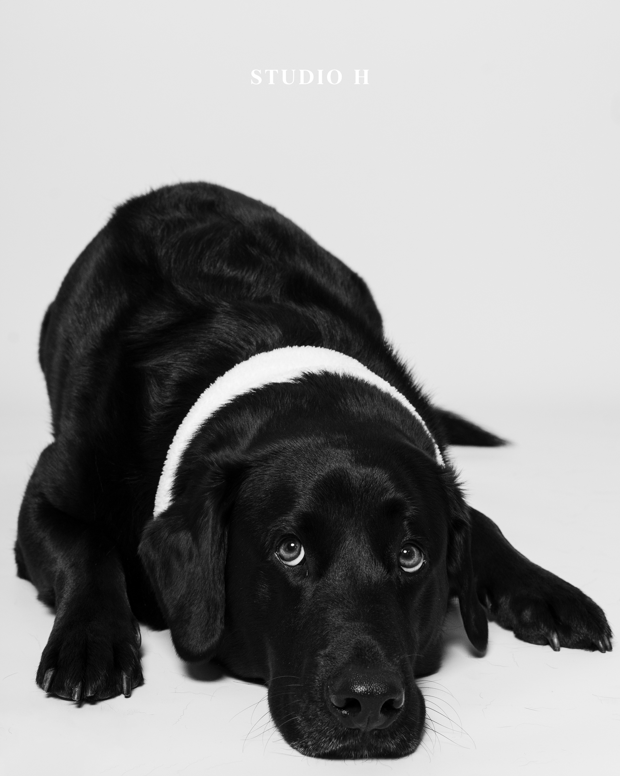 A black Labrador Retriever puppy lying down with its head resting on the ground, wearing a white collar, against a plain background with the text "STUDIO H" above.