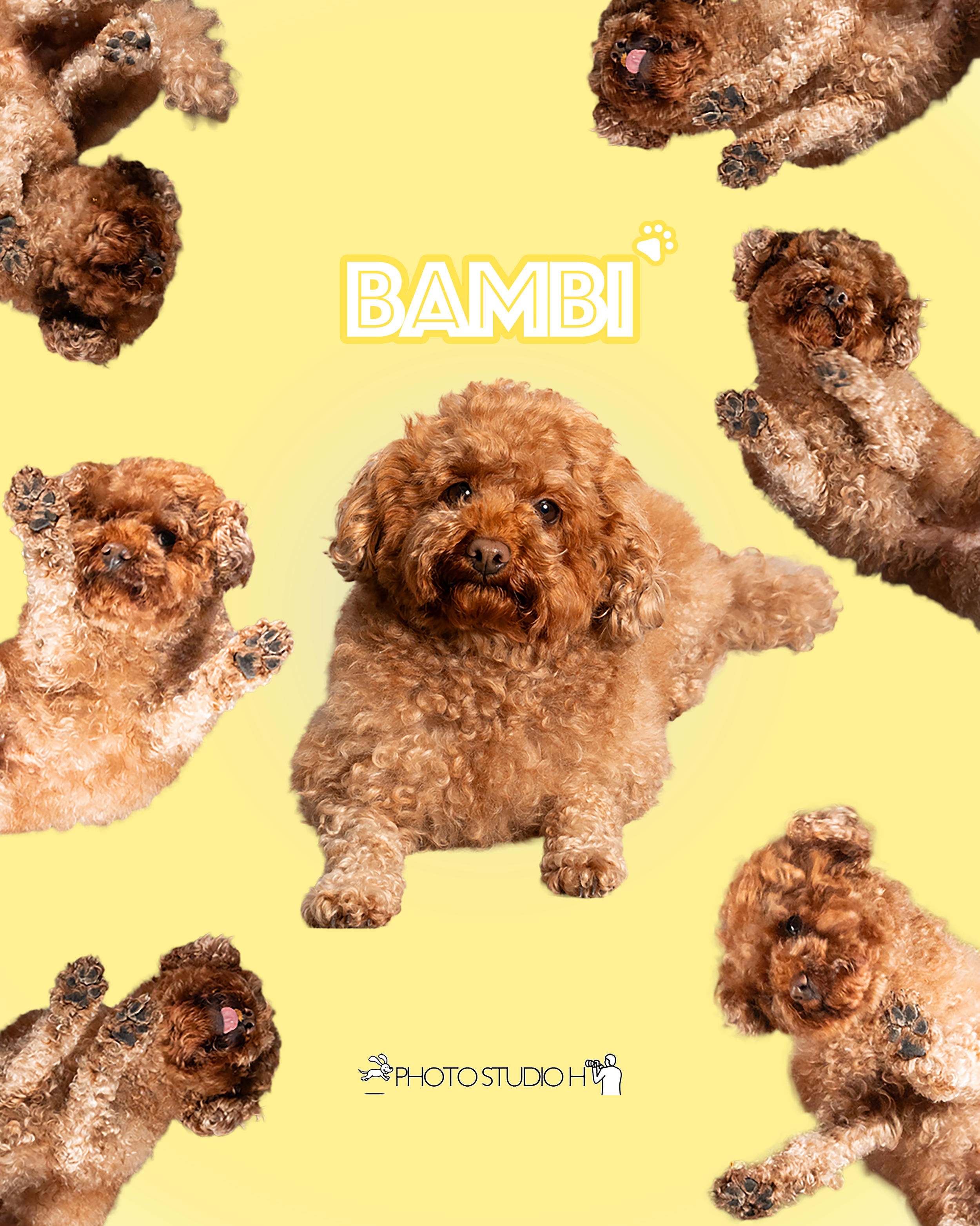 Multiple small brown poodles with curly fur, some lying and some sitting, against a yellow background with the word 'BAMBI' and a paw print above it, and a logo for Photo Studio H at the bottom.