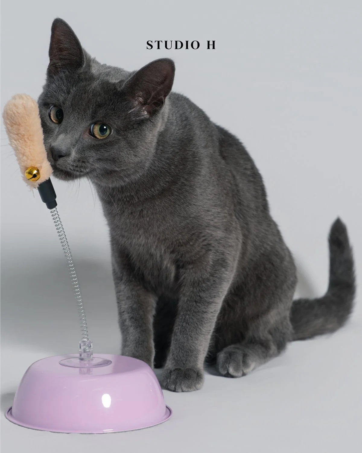 A gray cat sitting next to a pink automated pet feeder with a cat toy attached to the top.