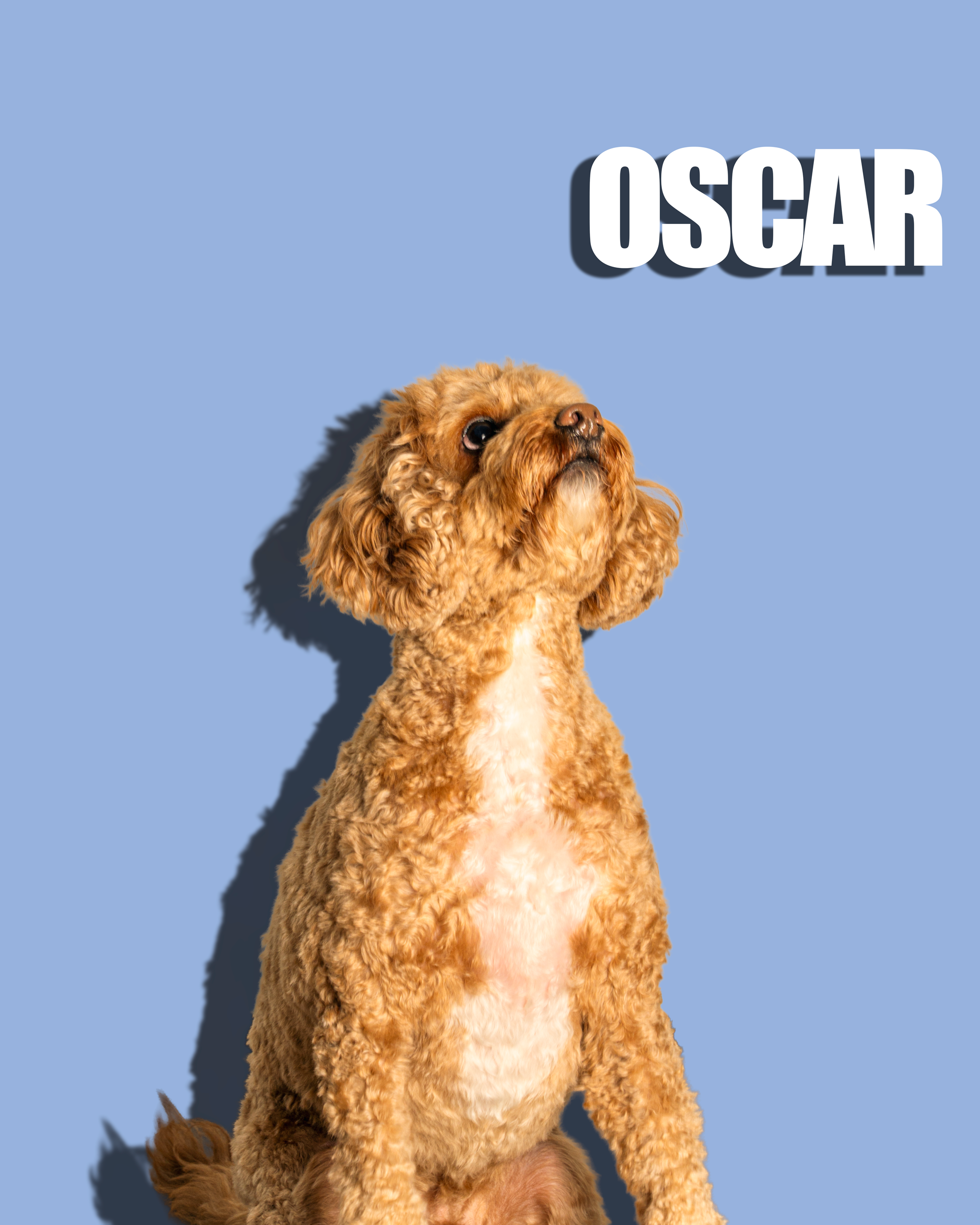 A brown, curly-haired dog sitting against a light blue background with the word 'Oscar' in large white 3D letters in the upper right corner.
