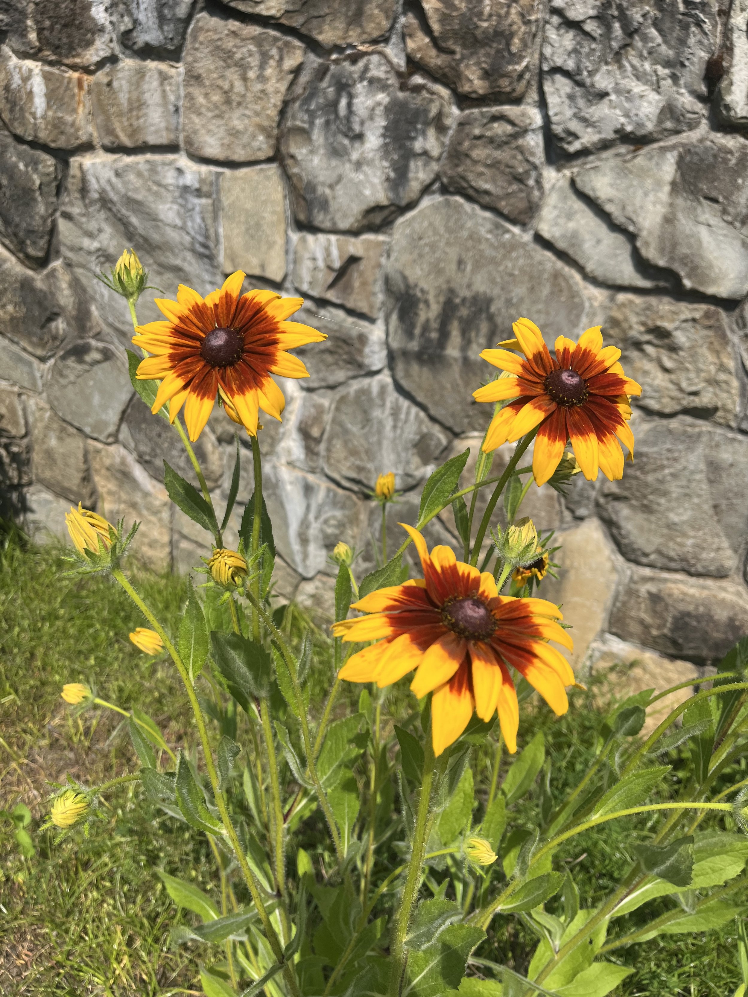 Red and yellow flowers in front of a stone wall