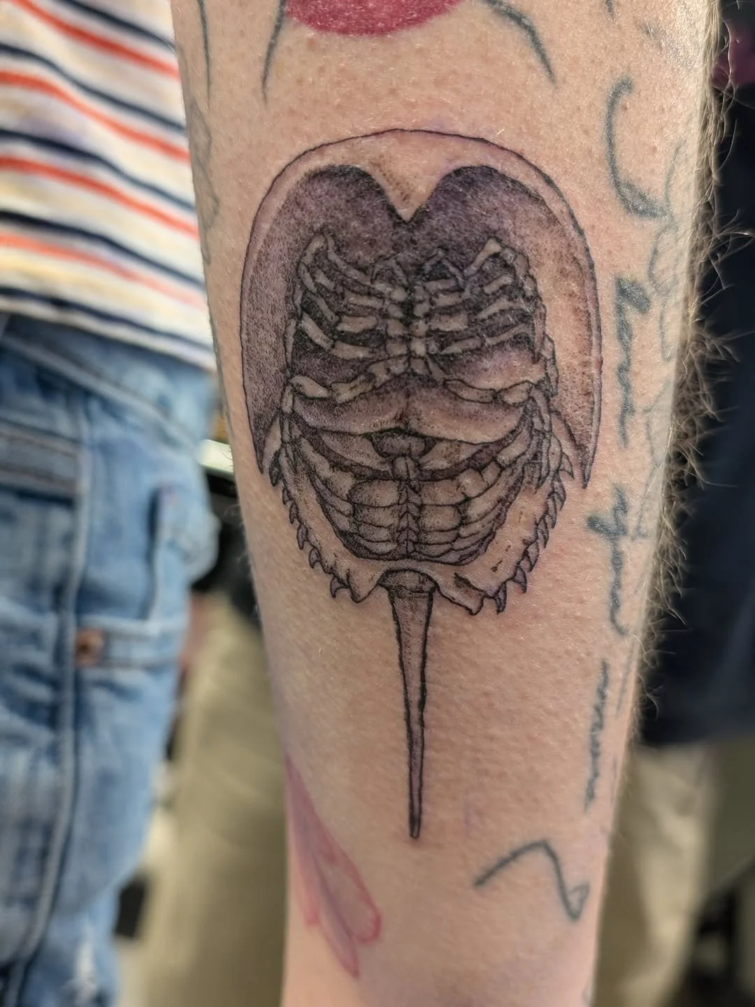 Tattoo of a Jurassic Period insect fossil on person's upper arm.