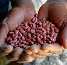 Two hands holding a handful of red kidney beans