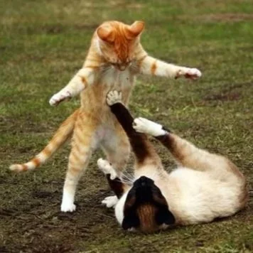 Játék &amp; Grappling