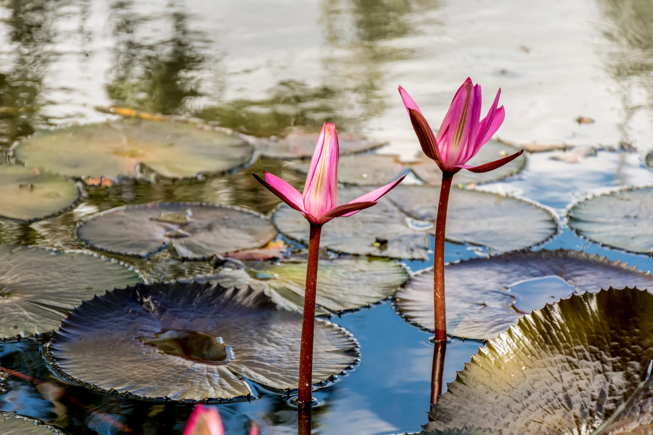 Two pink water lilies floating on a pond with lily pads.