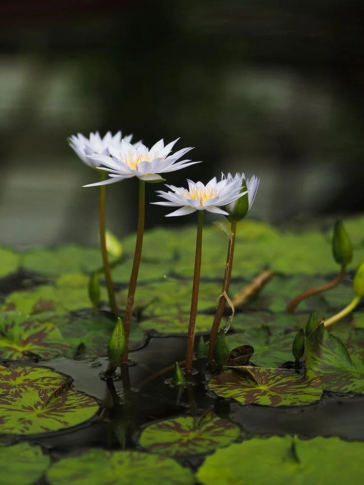 White water lilies with yellow centers blooming on a pond among green lily pads.