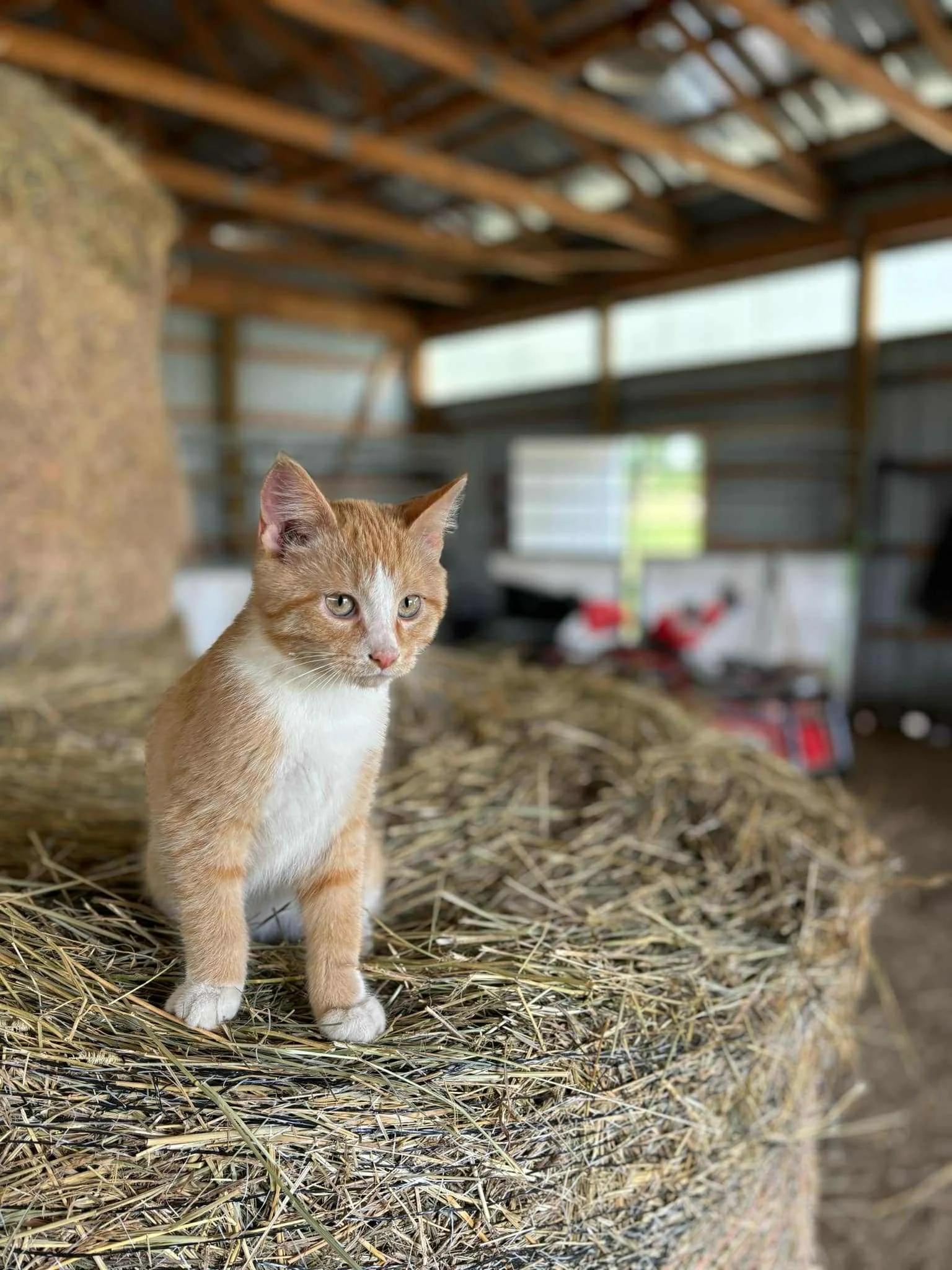 calico cat named pollo on a bale of hay