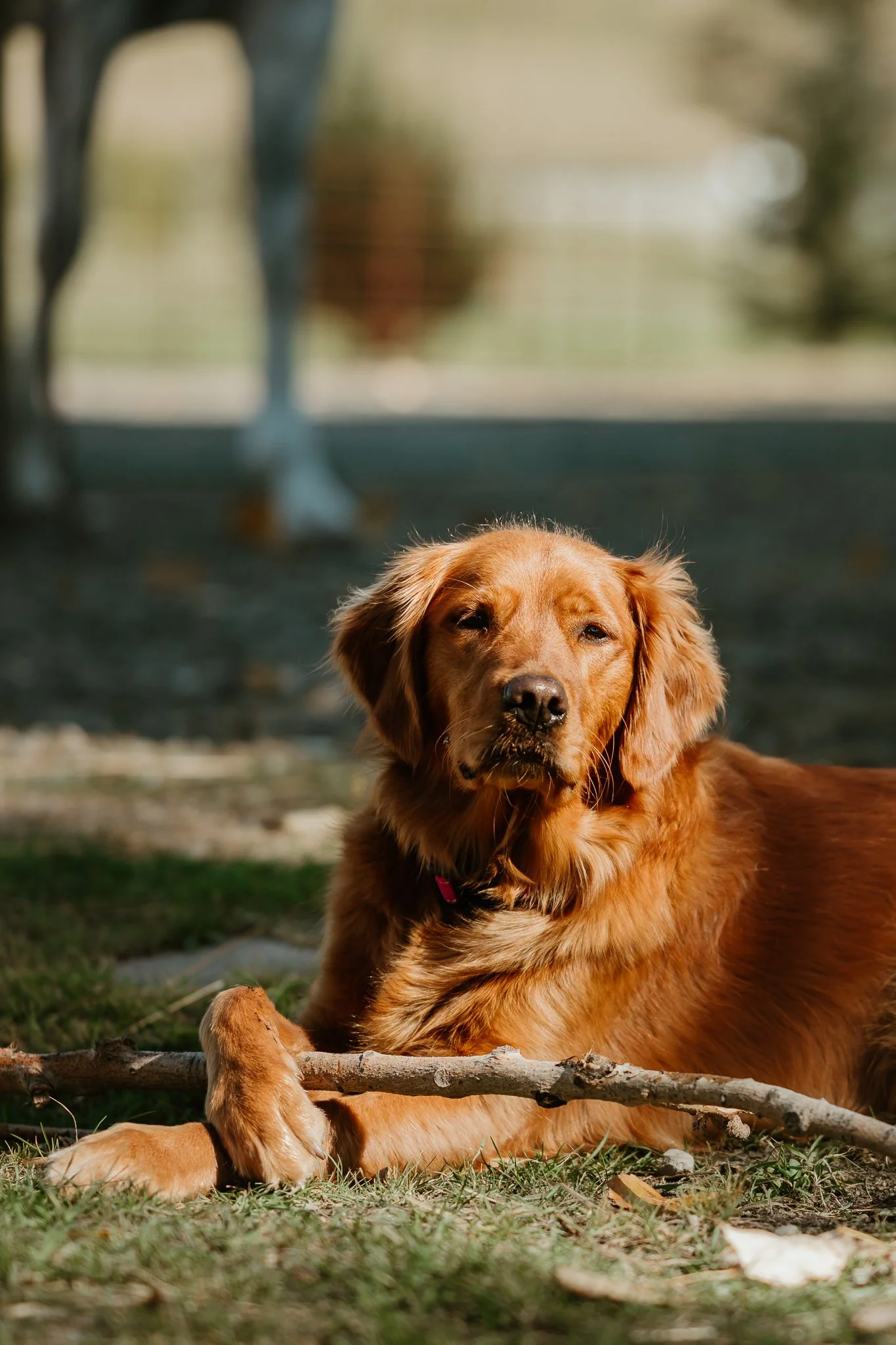 golden retriever and calico cat