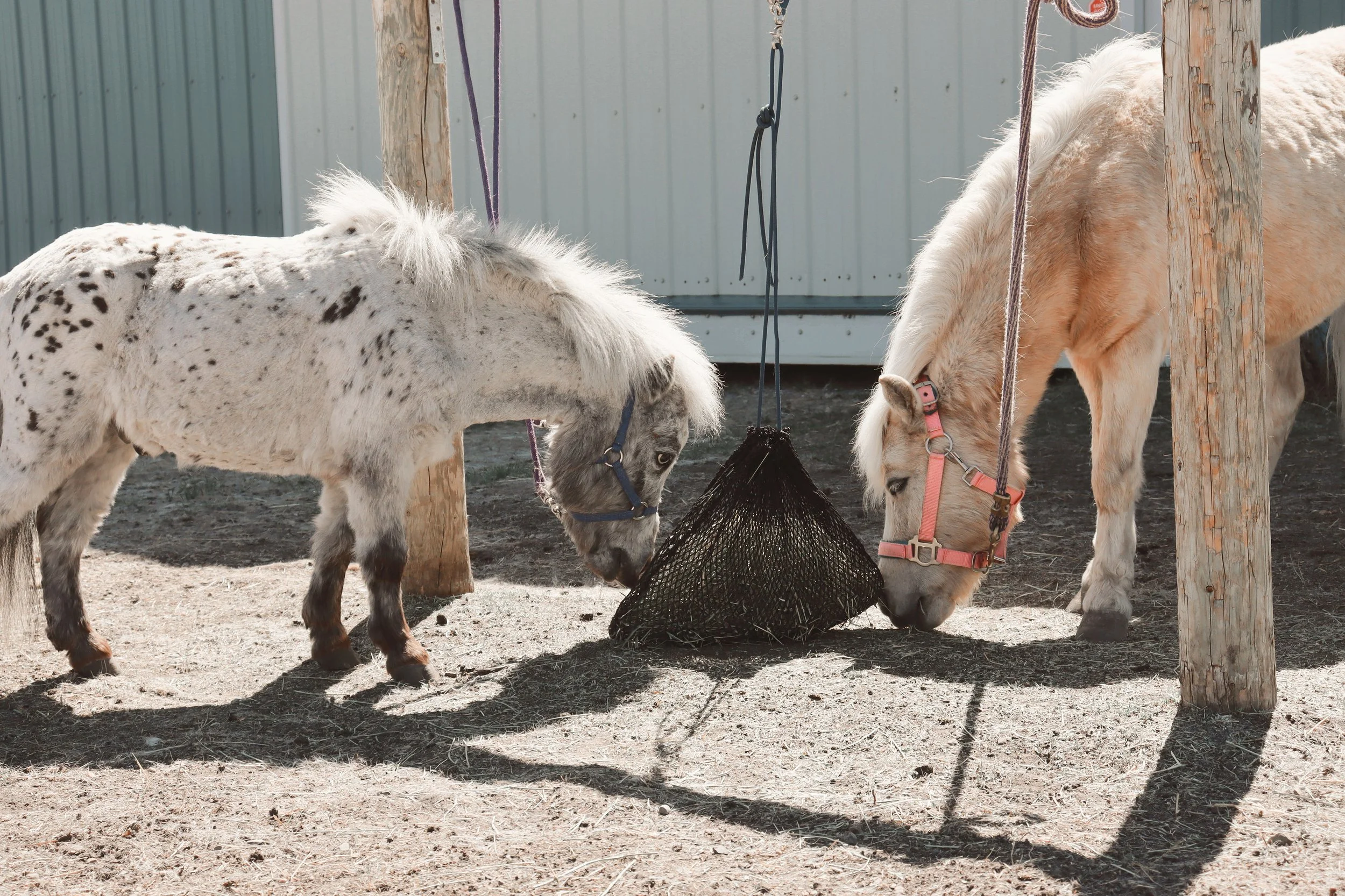 miniature horse and pony