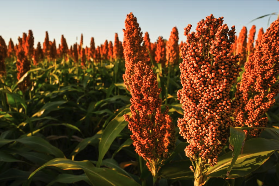 Sustainability of Sorghum