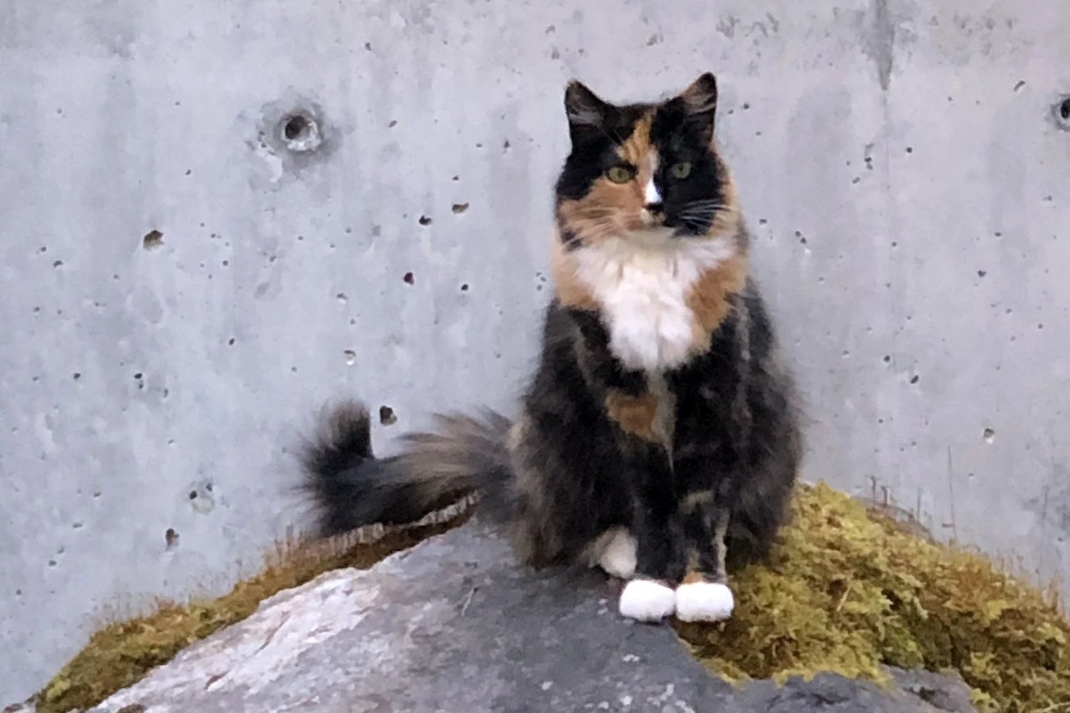 Daybreak_Courtyard-Cat-Detail.jpg