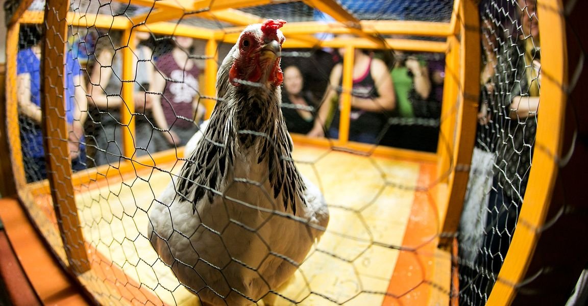 Chicken $hit Bingo at the Little Longhorn Saloon