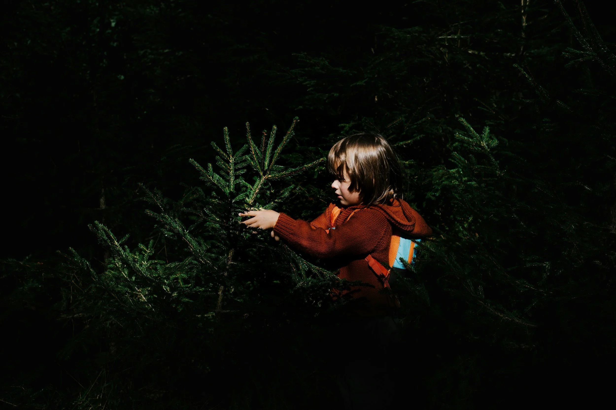 A young boy wearing a red sweater and carrying a backpack is exploring and touching pine tree branches in a dark forest.