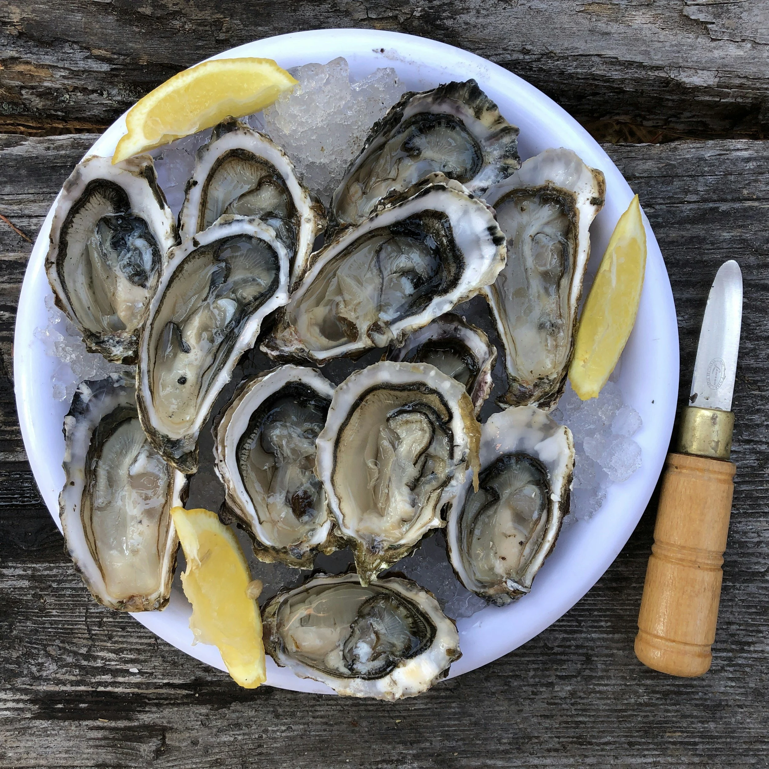 Oysters, Clams &amp; Coastline Foraging on Quadra Island