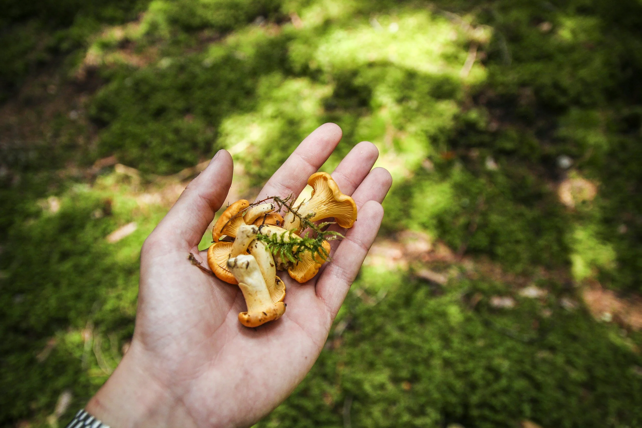 A hand holding several small orange and beige mushrooms with a green mossy background.