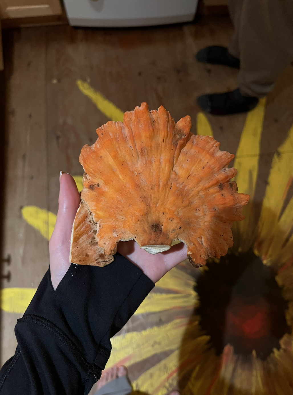 Person holding a large orange and brown fungus or mushroom, viewed from above in a room with wooden flooring and yellow markings on the floor.