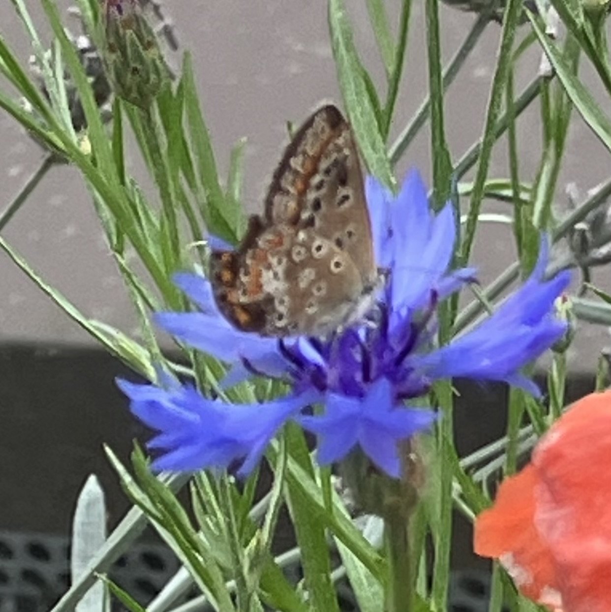 IMG_9714.jpeg