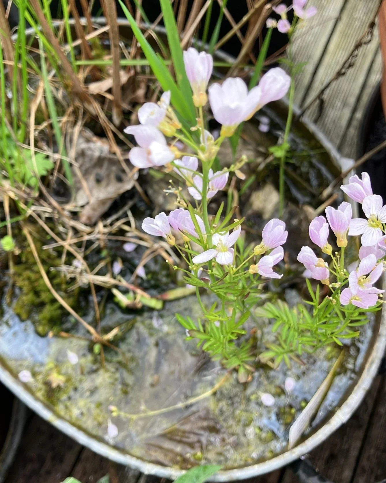 First flowers of the season