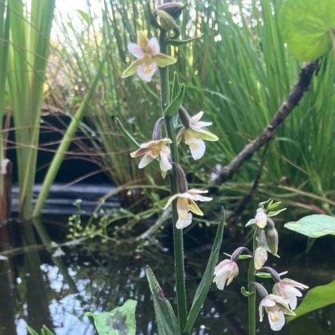 Marsh helleborine