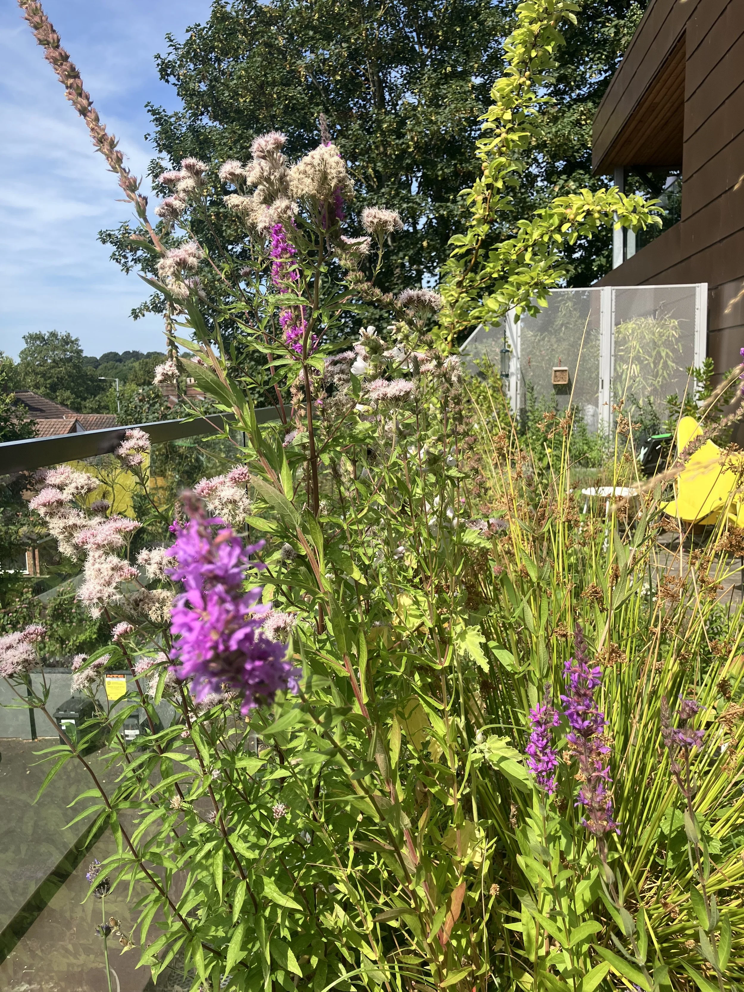 Hemp agrimony and purple loosestrife