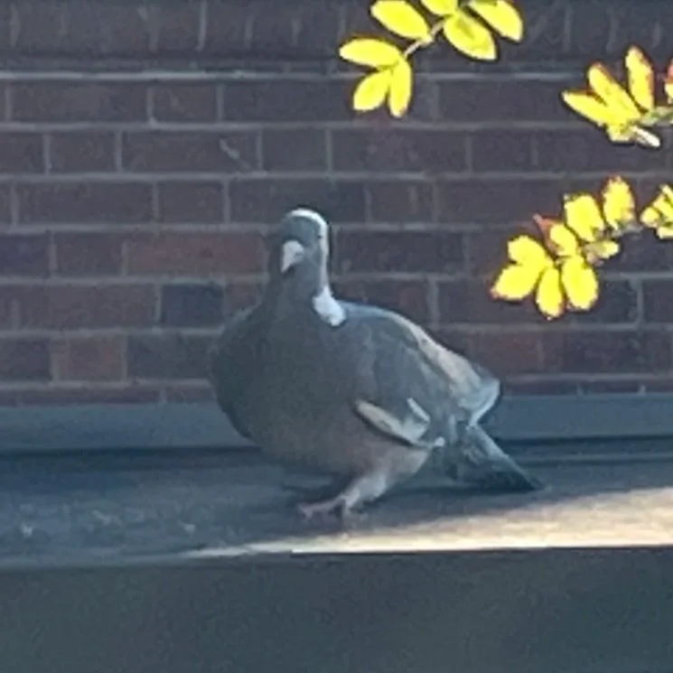 The bat, the pigeon, and the crows 