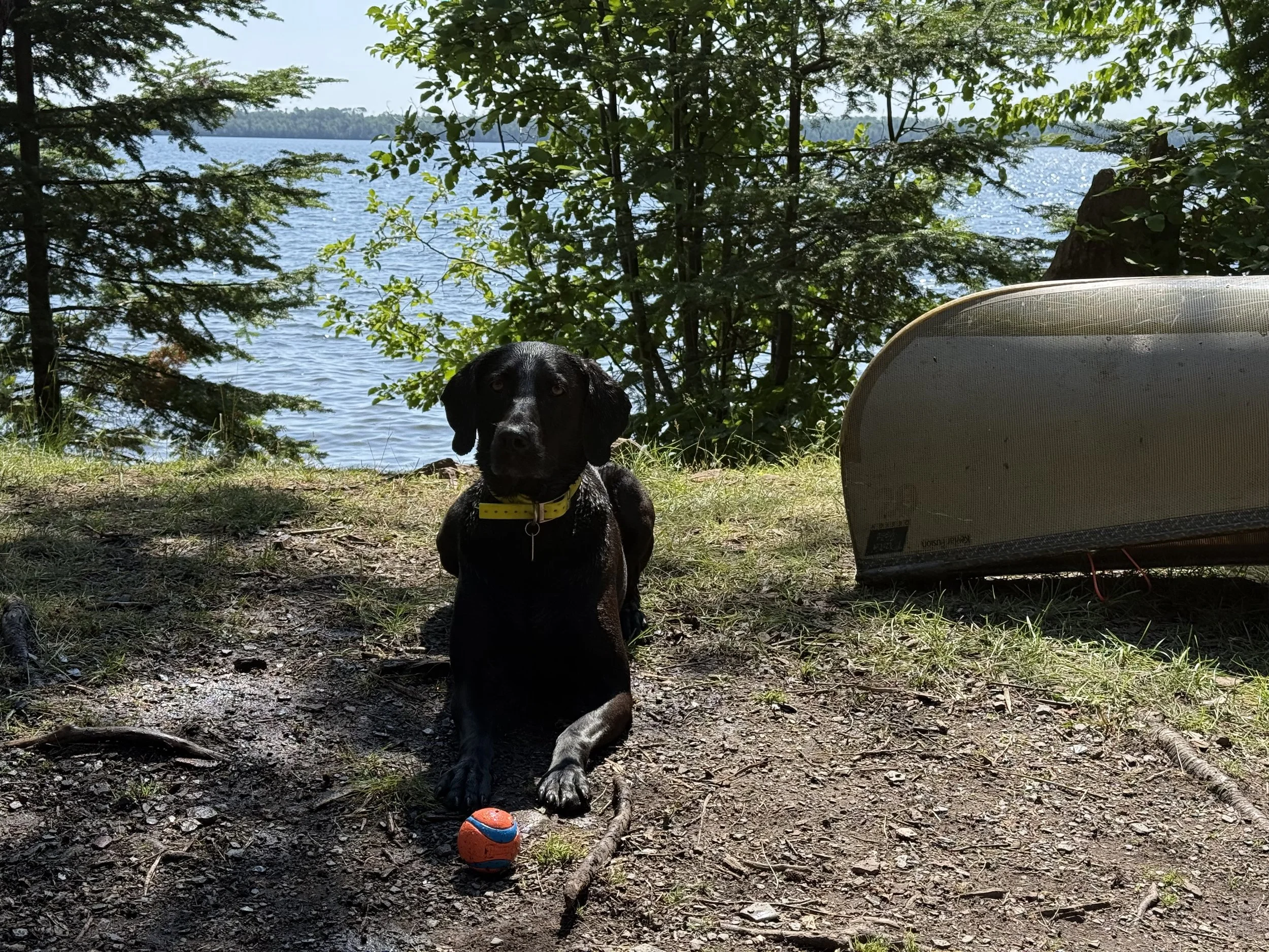 Sleeping Giant and the Bugs