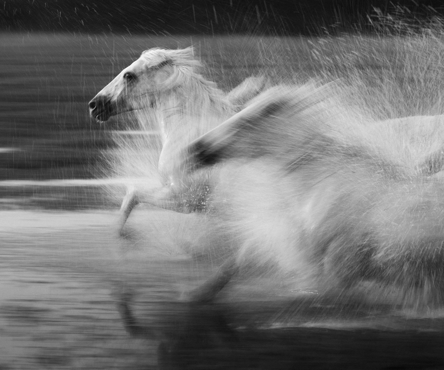 Camargue Speed Blur-1.jpg