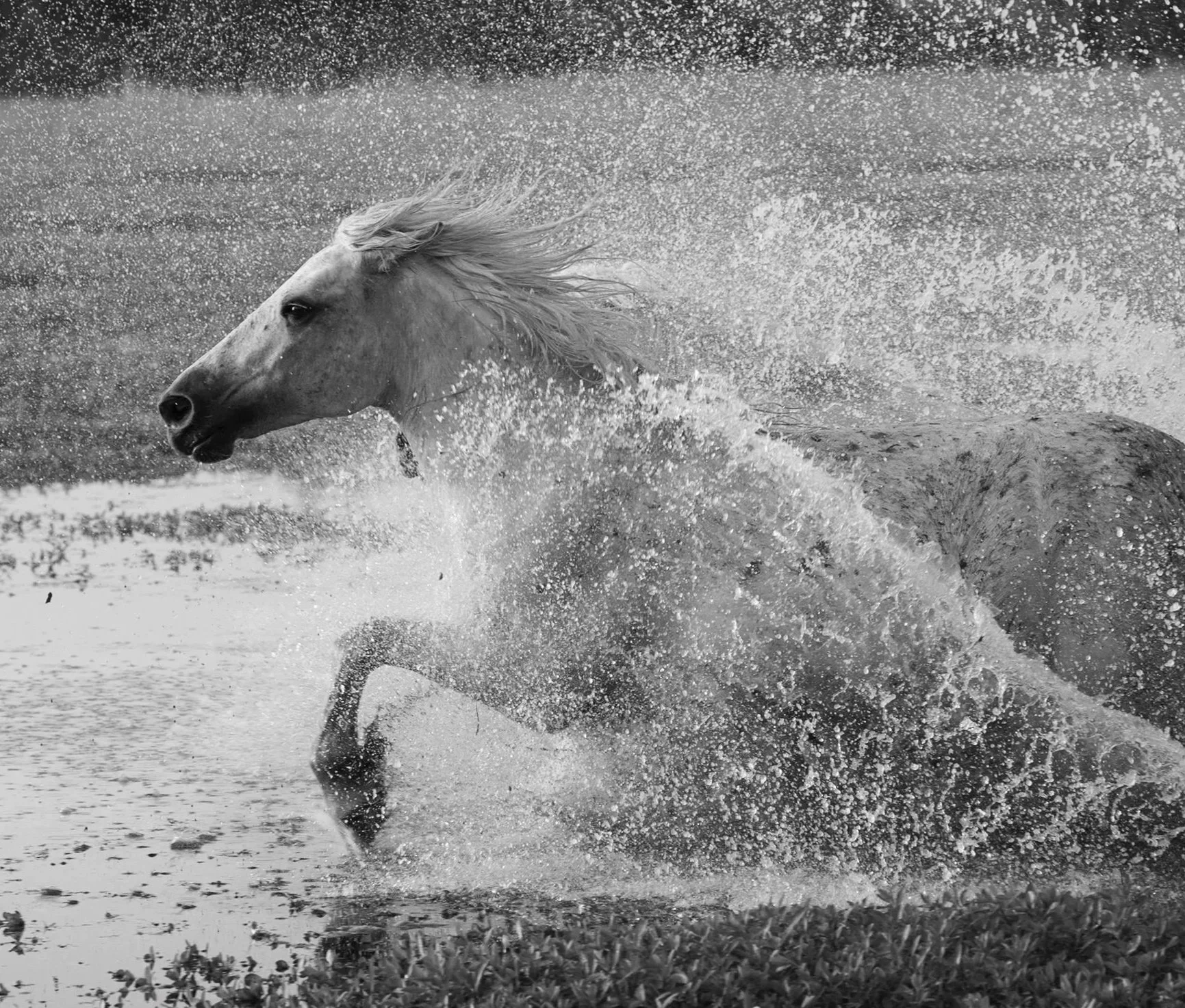 Camargue%252BSpeed%252BBlur%252BII-1.jpg