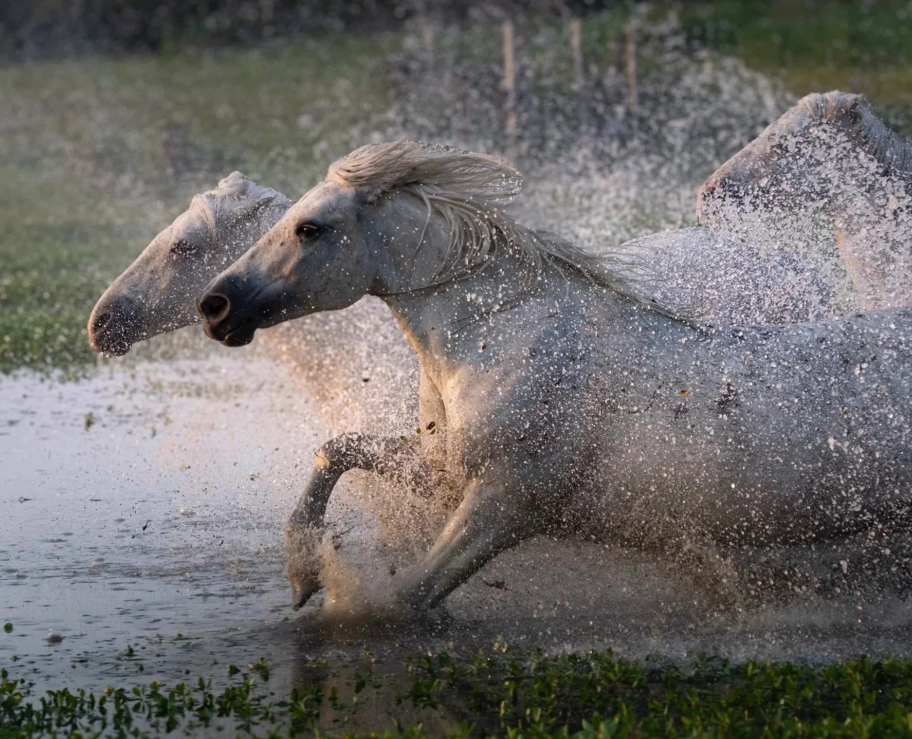 Camargue%2BSpeed%2BBlur%2BColor-1.jpg