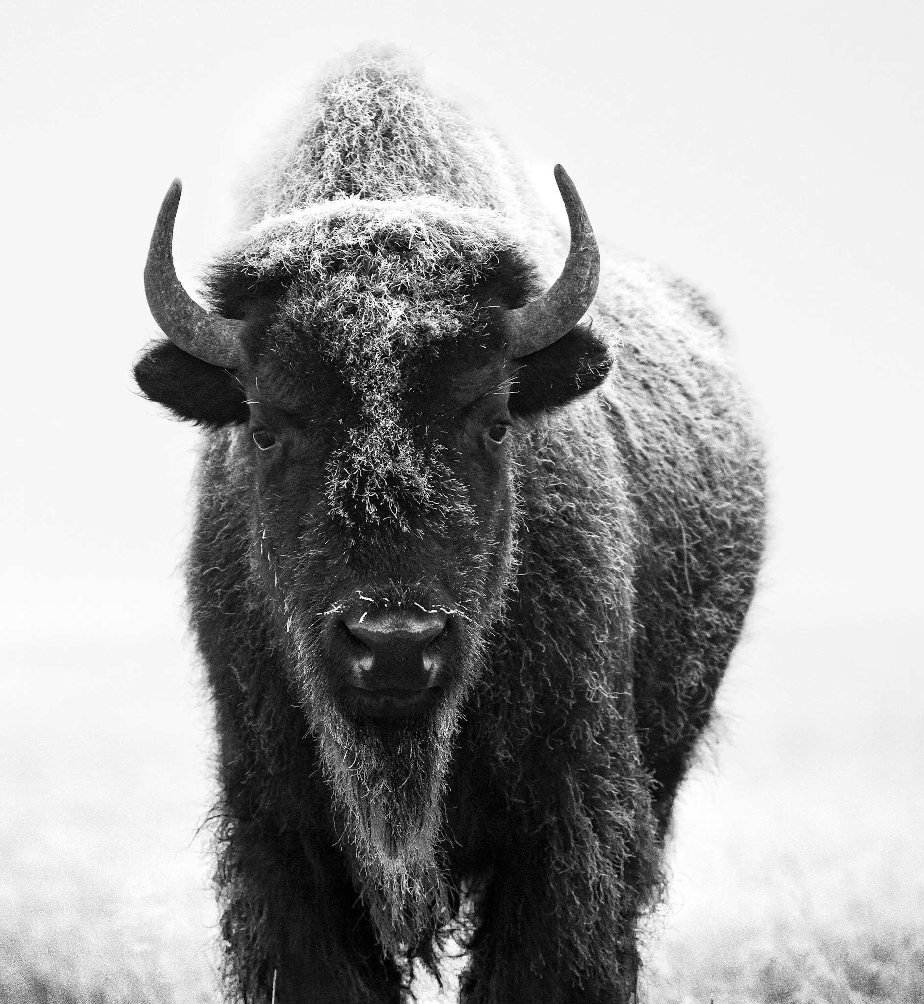 Bison snow headshot.JPG