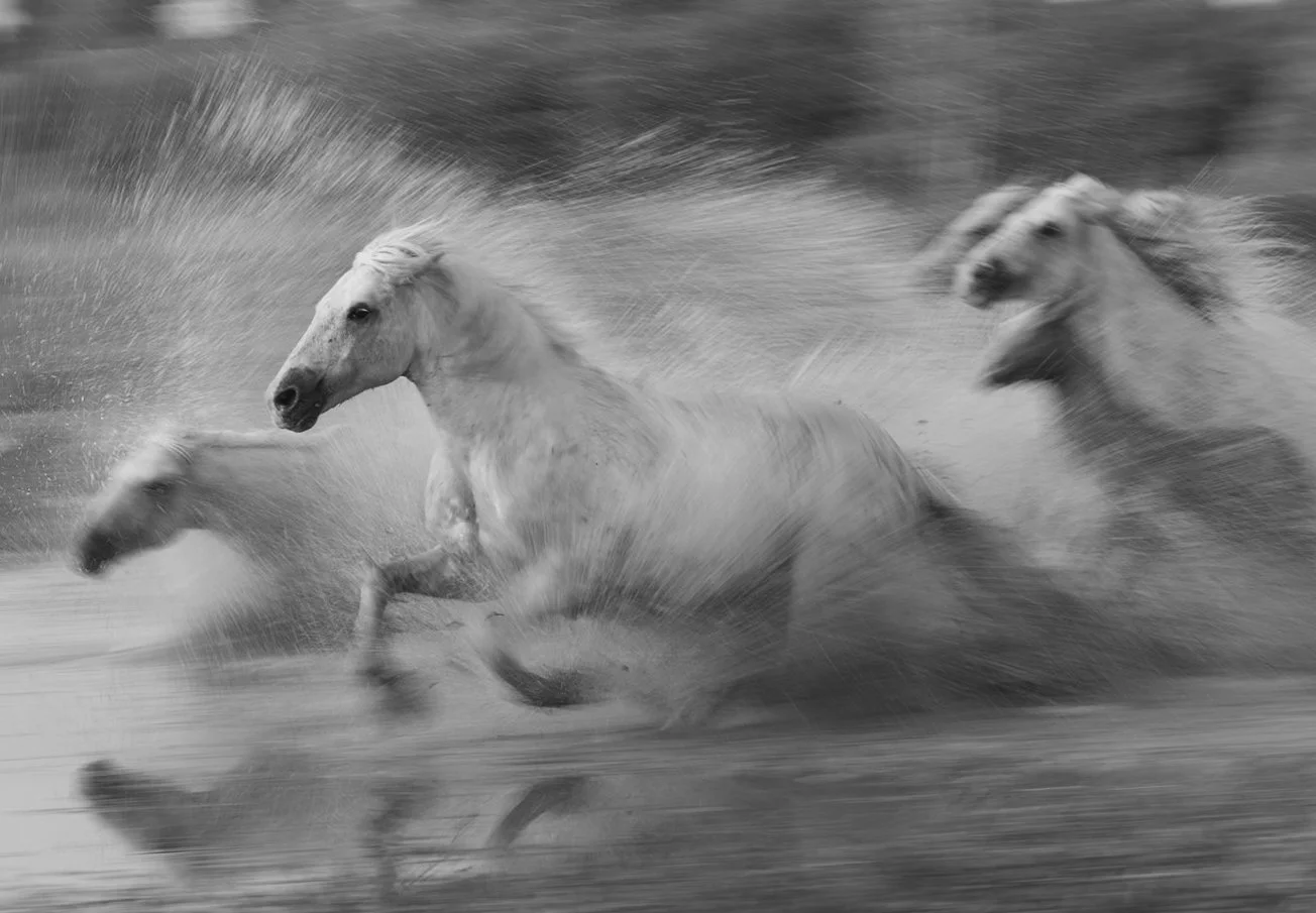 Camargue Blur II.jpg
