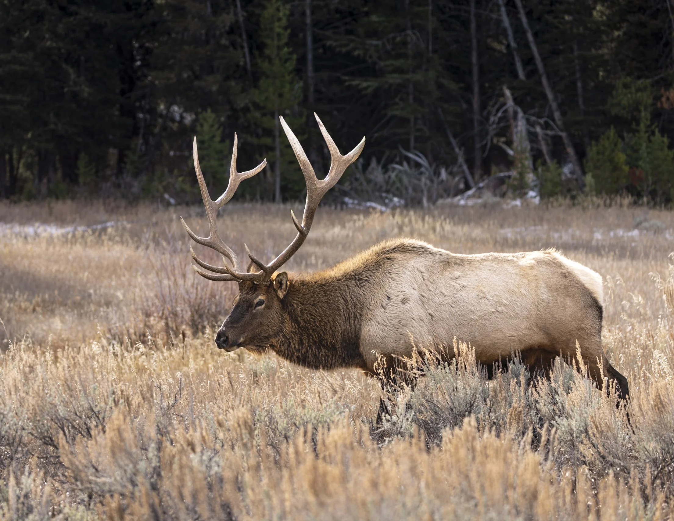 Elk Yellowstone.jpg