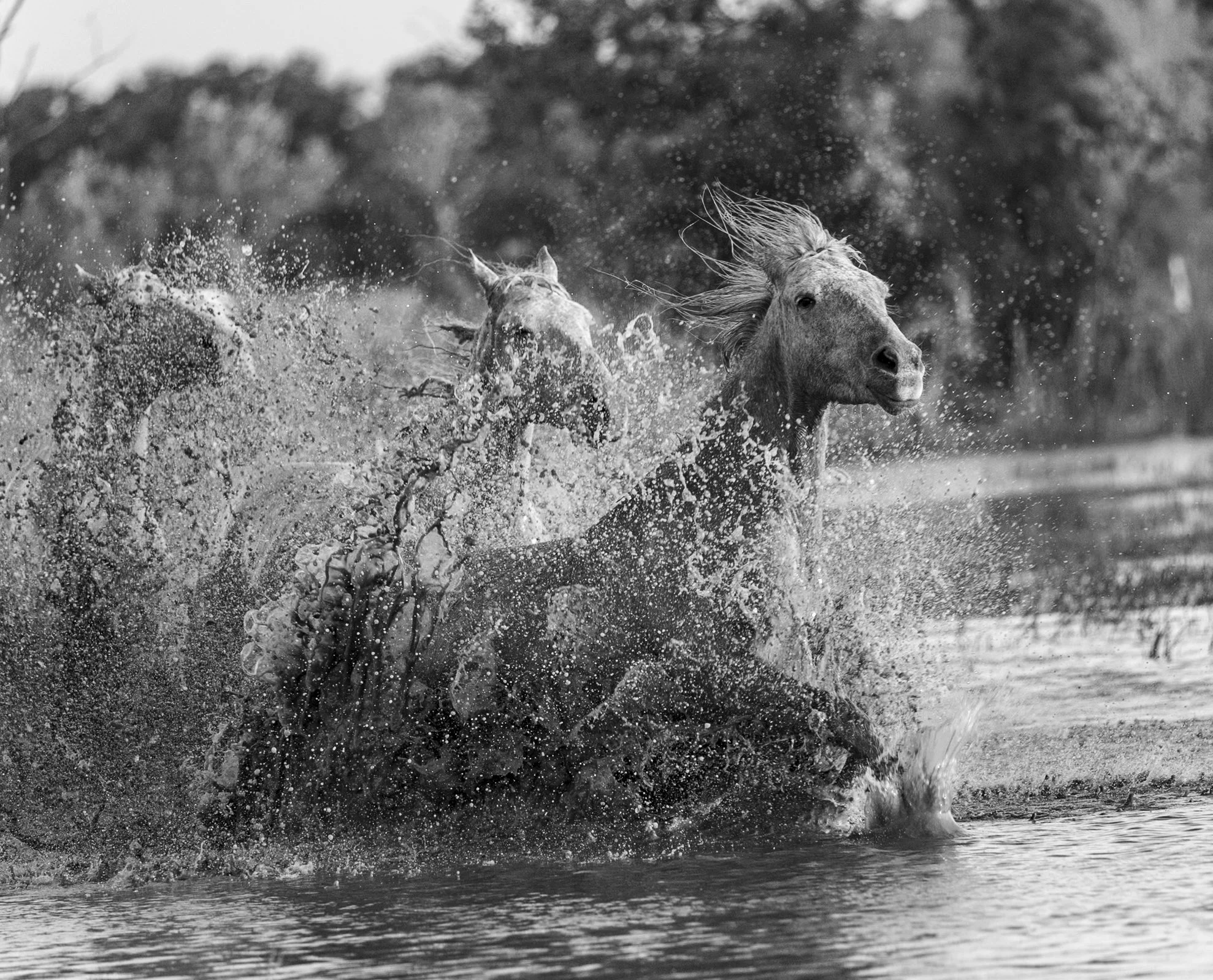 Camargue Marsh BnW.jpg