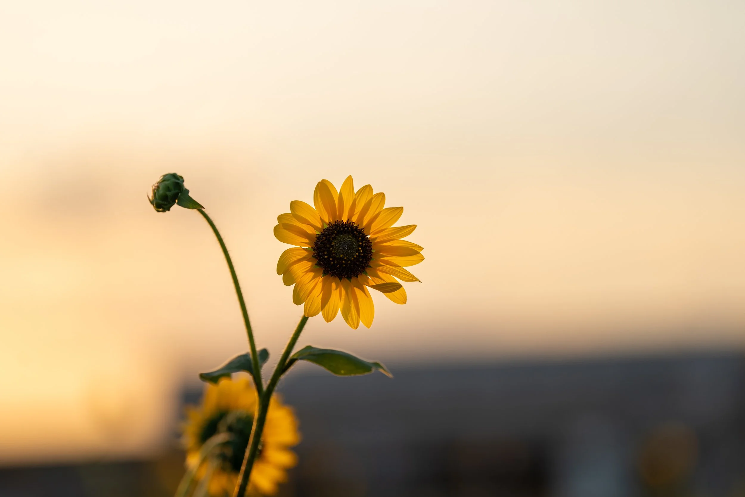 🌻 Where Wild Things Bloom: Finding Stillness Between the Highways