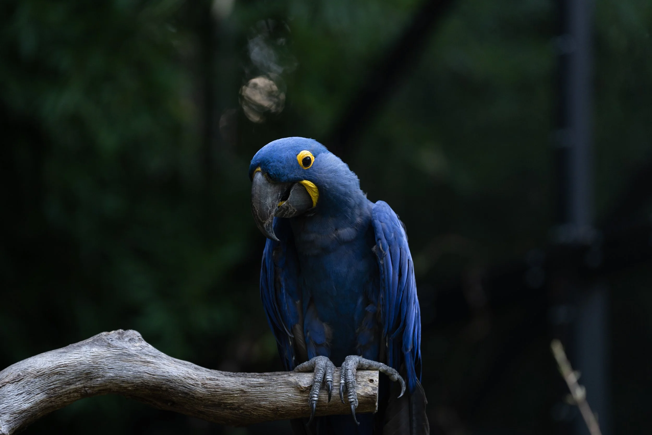 🐾 Through the Lens: A Day with the Wild at Fort Worth Zoo