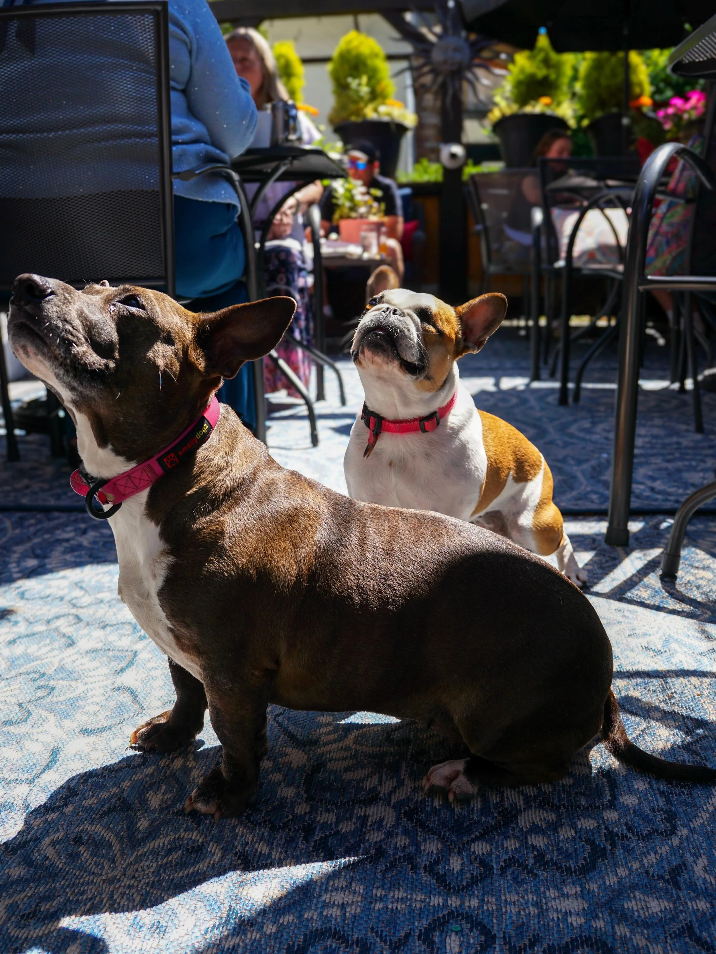 The rumours are true&hellip; our outdoor patio is officially pup friendly!

We look forward to welcoming you and your furry friends all season long