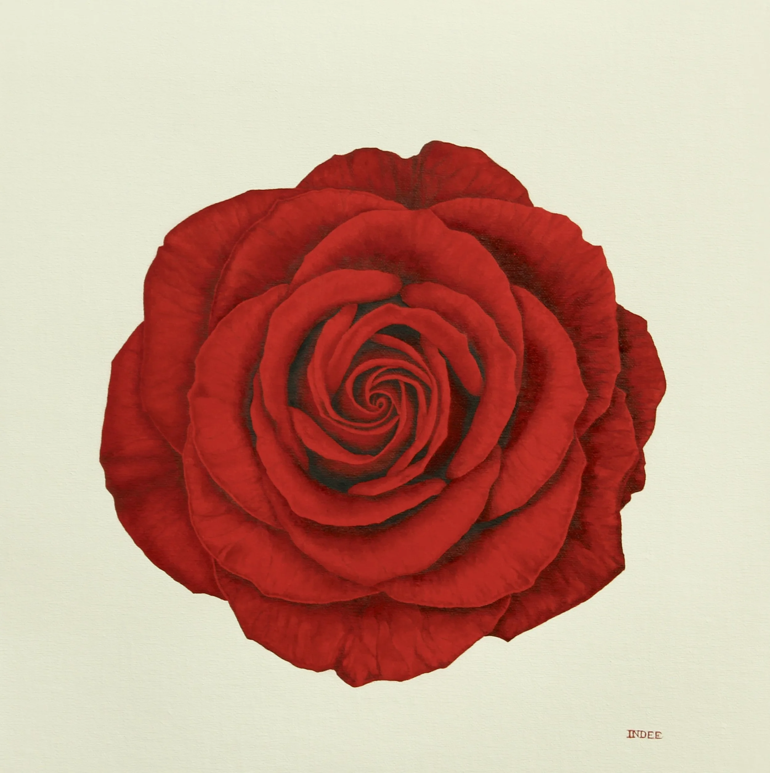 IM-2026-005_Red Rose_Indee Moss.JPG