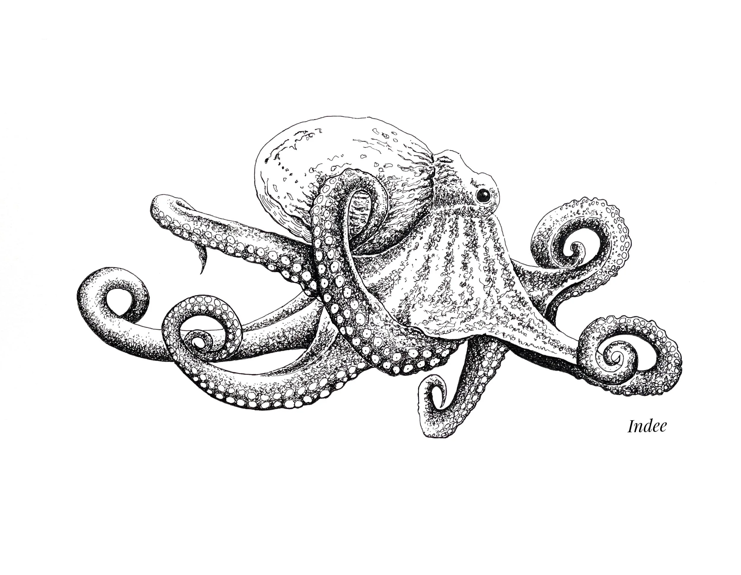Octopus
