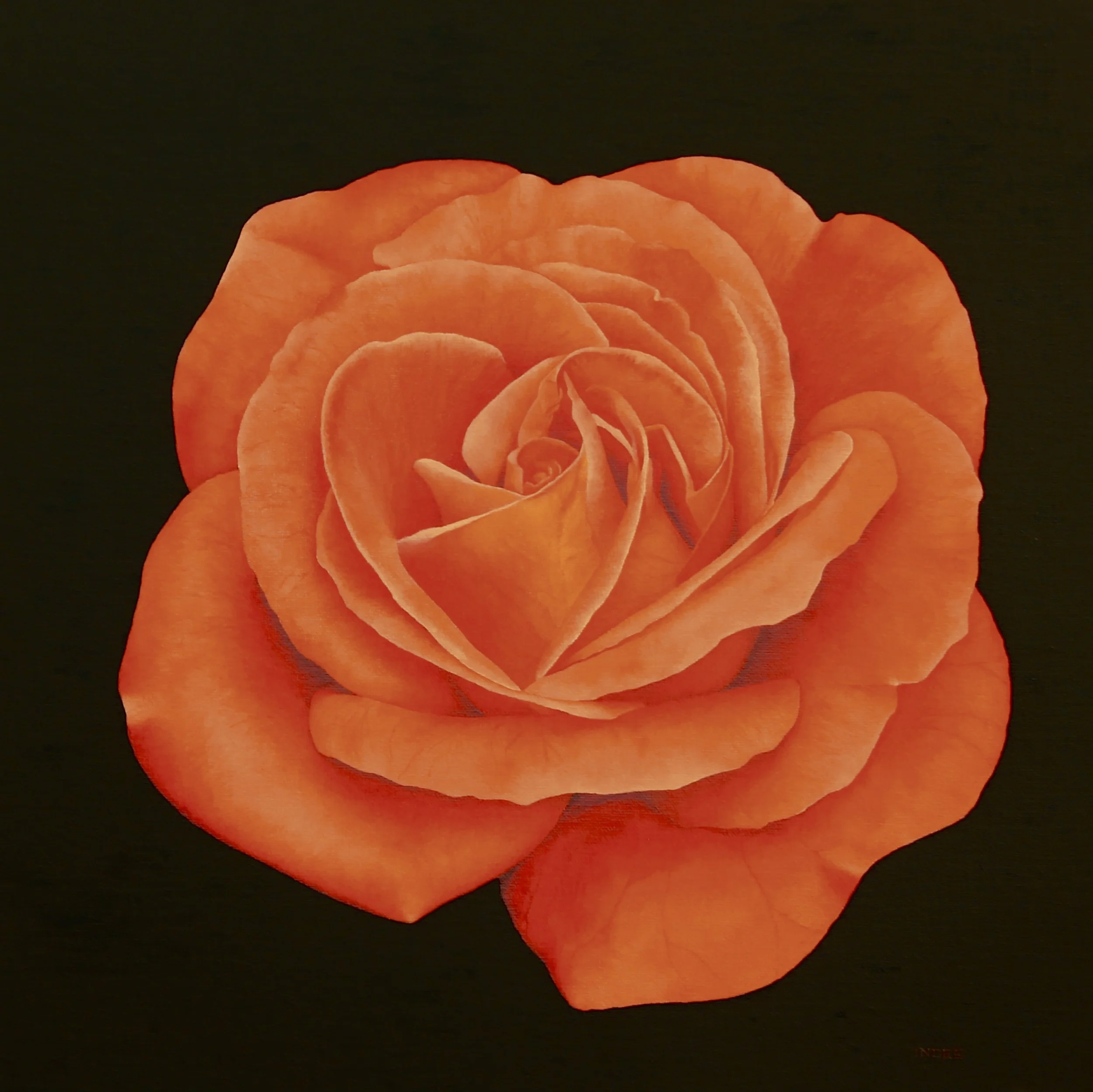 Orange Rose_Indee Moss.JPG