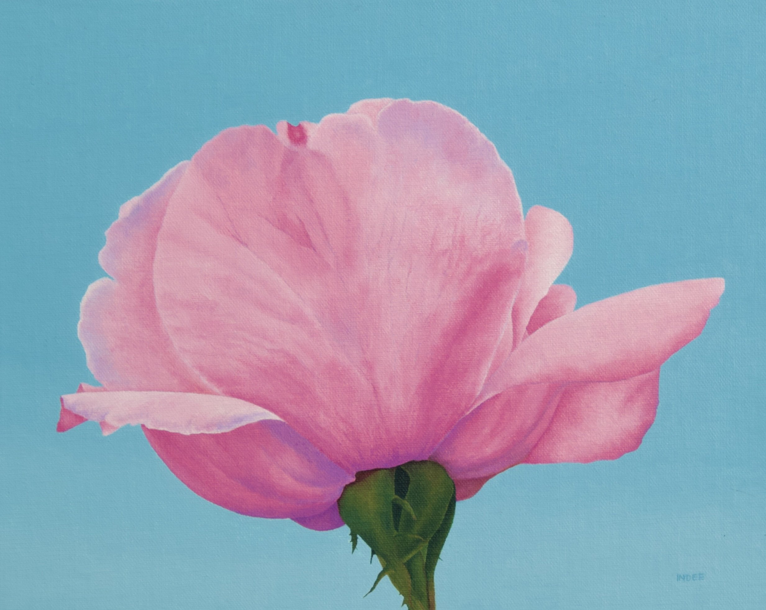 Pink Rose_Indee Moss.jpeg