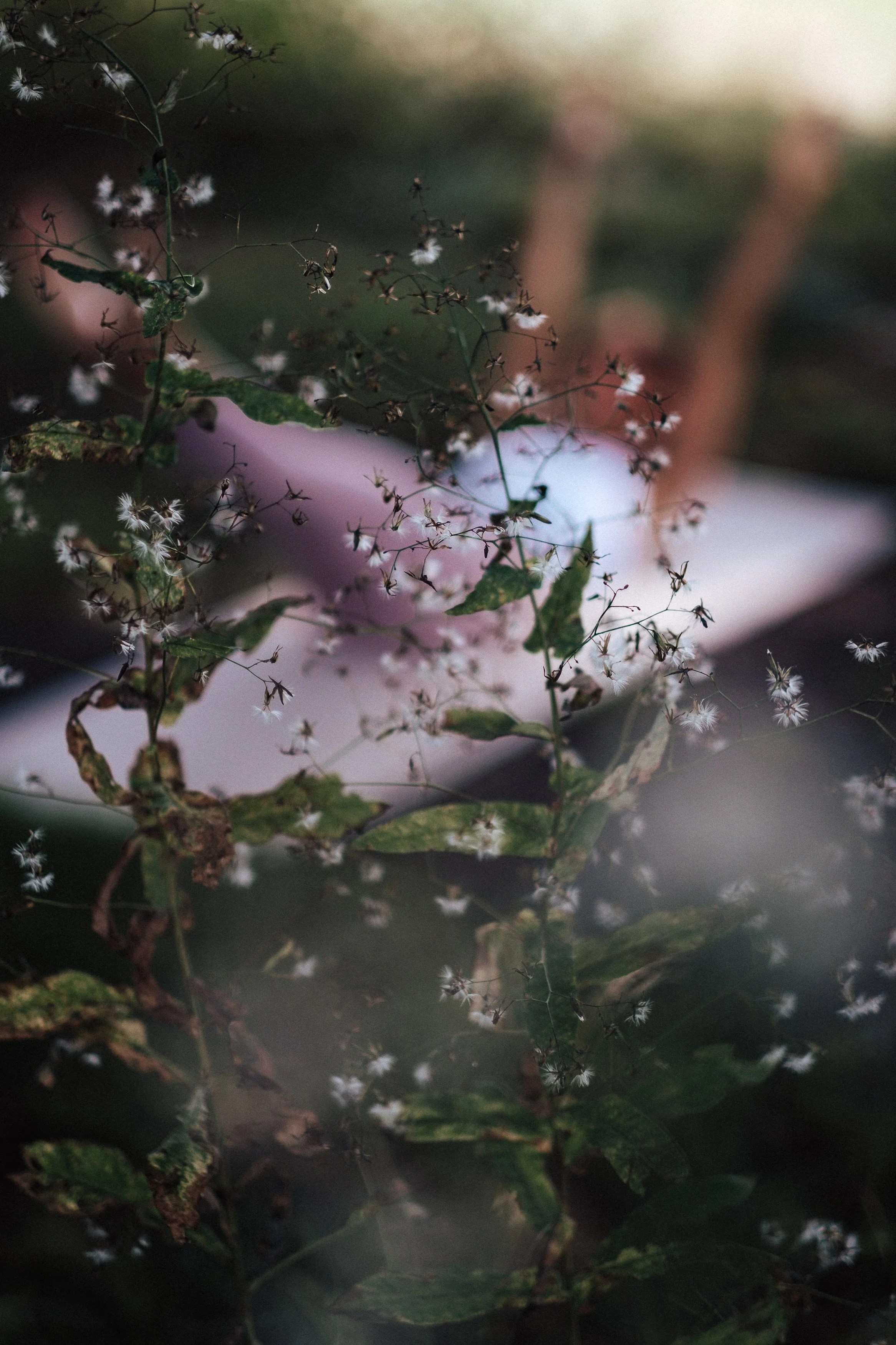 Nahaufnahme von grünen Blättern, kleinen weißen Blüten und filigranen Zweigen.