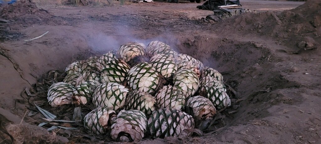 Giver Spirits agave in pit.JPG