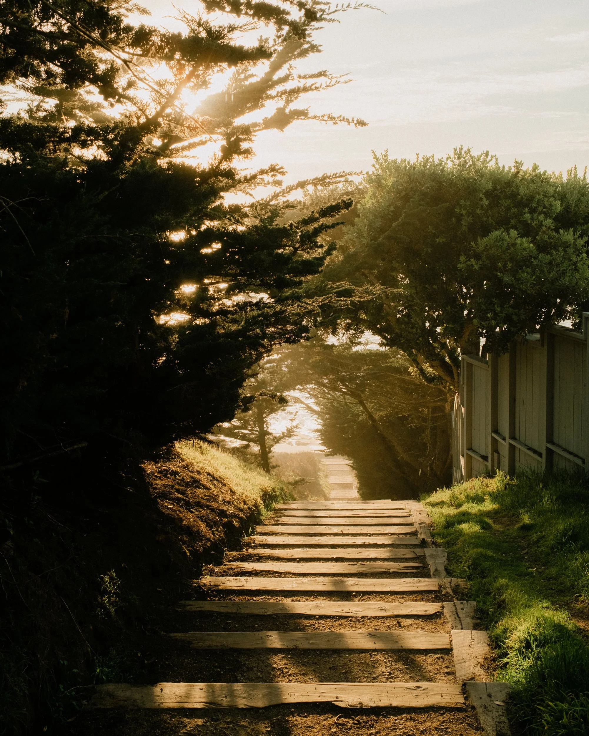 Sunlit outdoor steps beneath trees