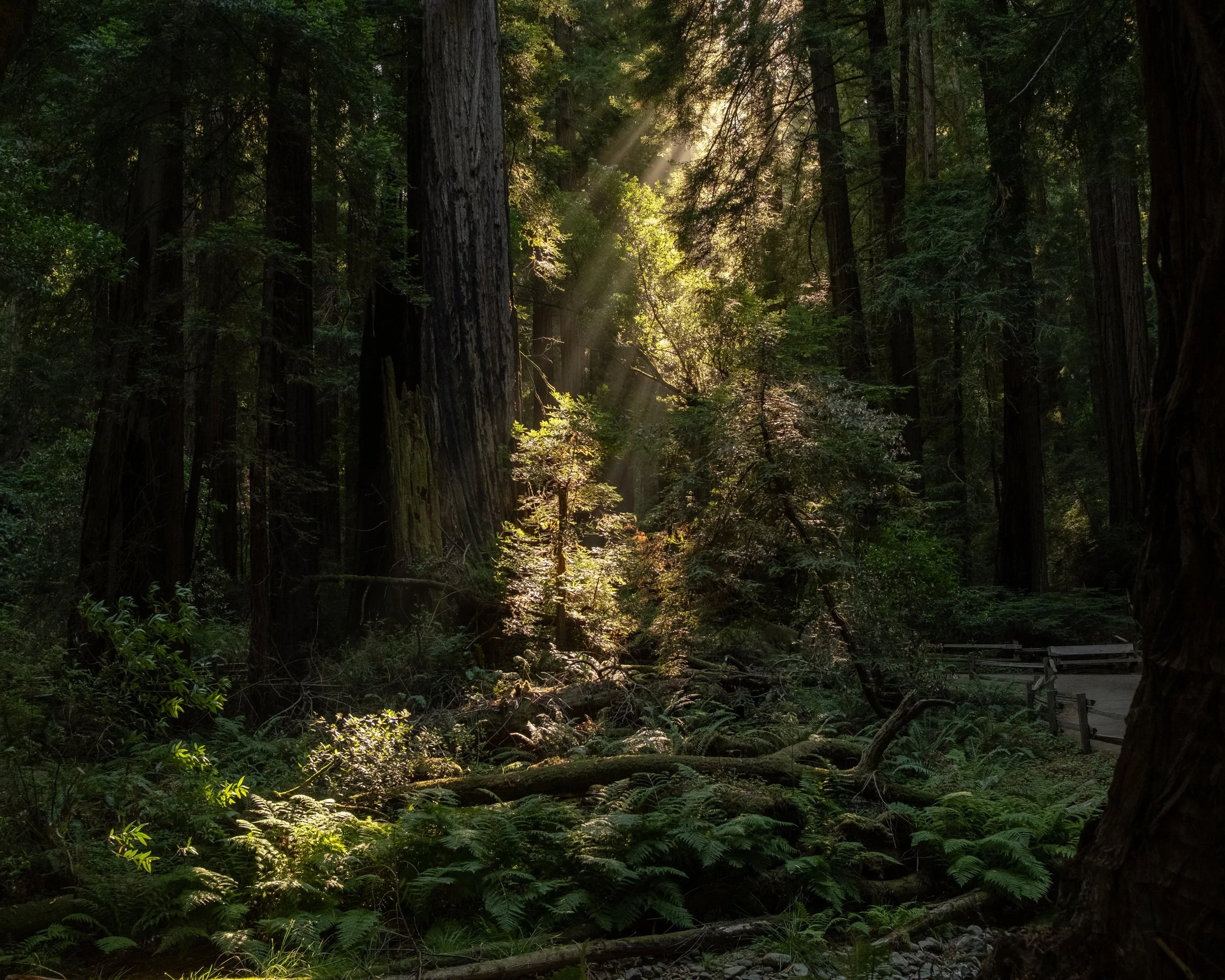 Sunlight filtering through a green forest