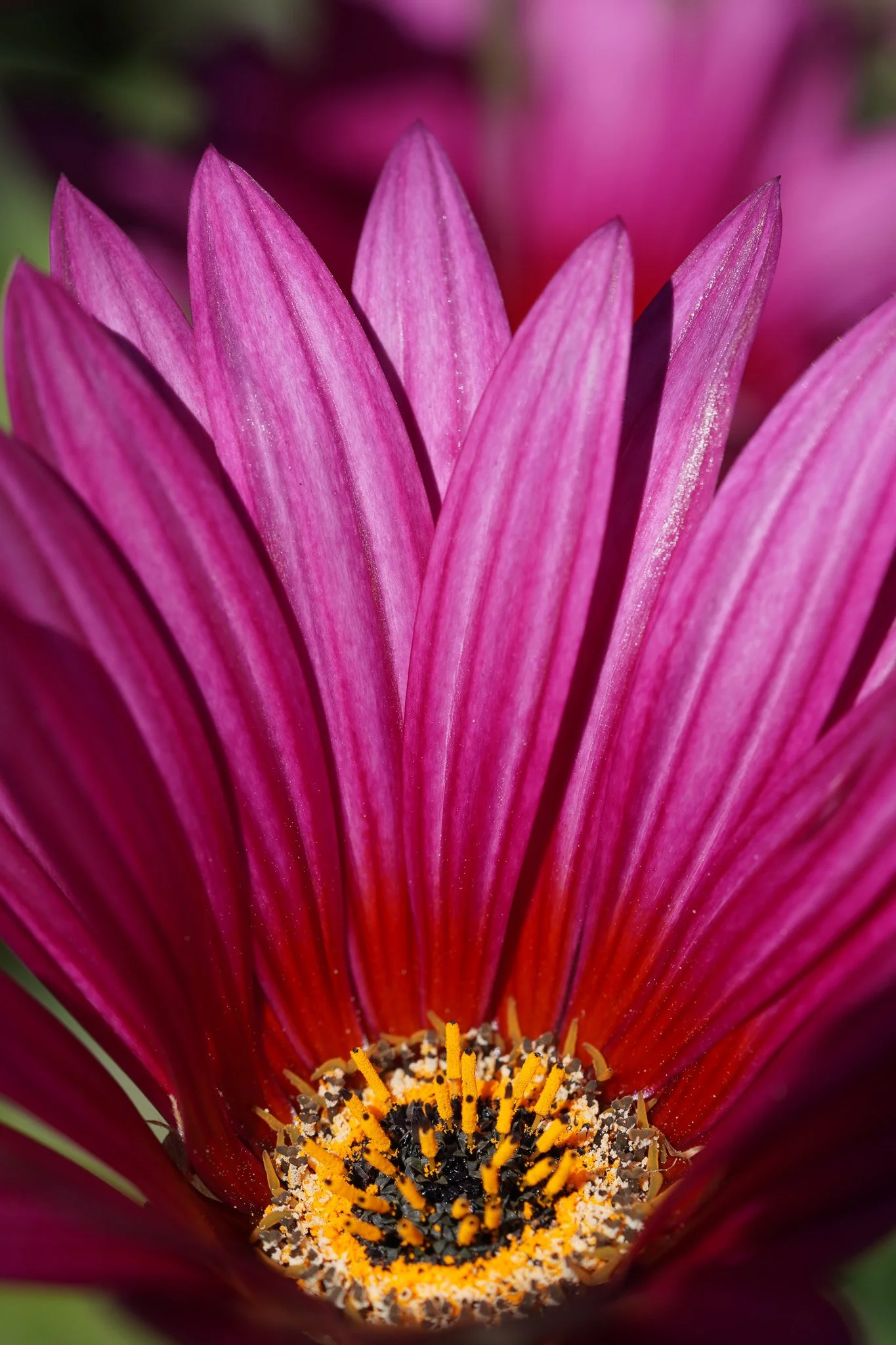 Close-up of vivid magenta flower petals and a golden pollen-covered center