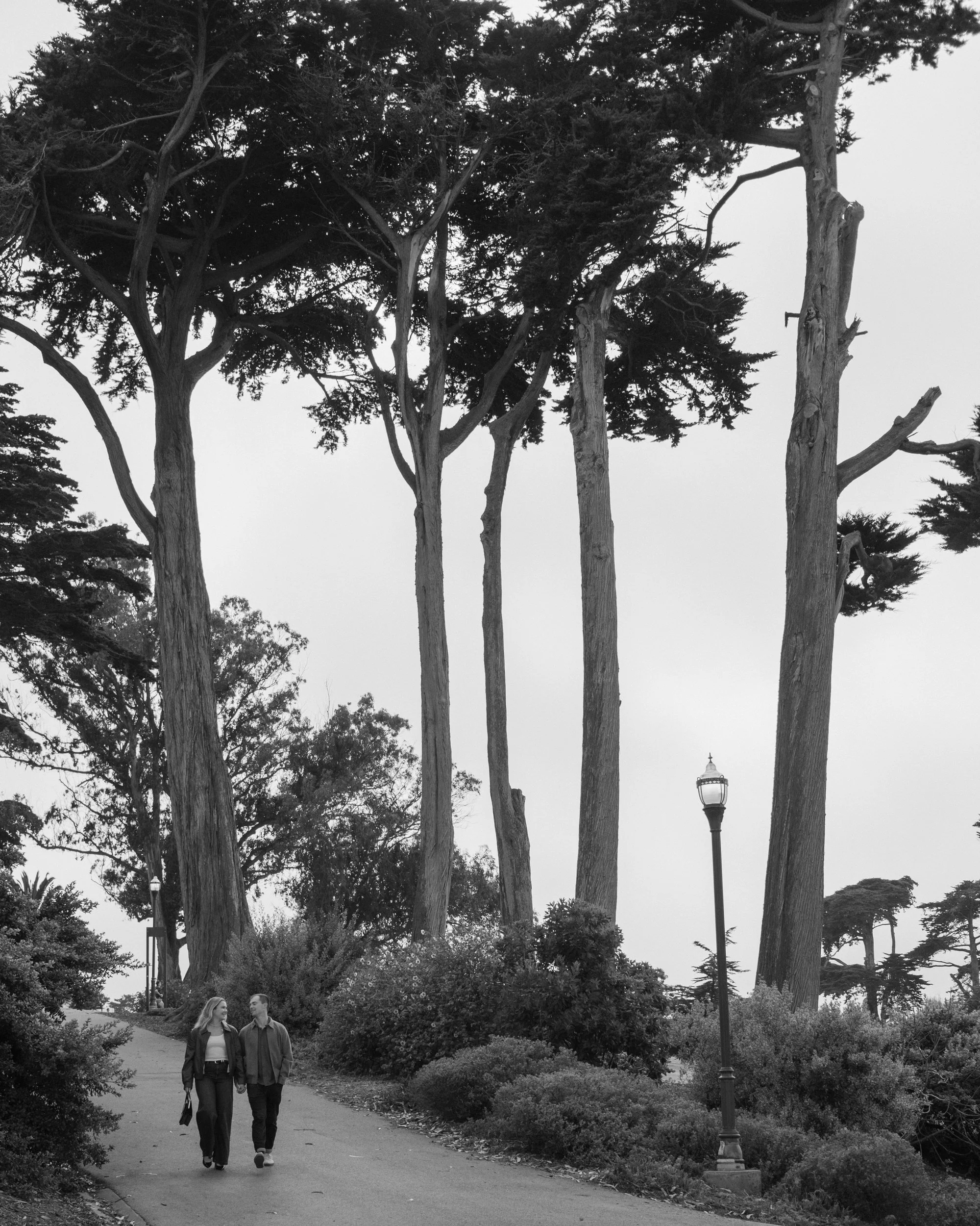 Black and white wide view of a couple walking beneath tall trees