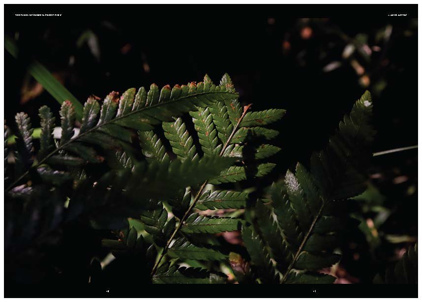 DES212 - TASK 2 - THE FUTURE OF PRINT - MARLEY POLOWYJ-STEPHEN - 1096267_Page_62.jpg