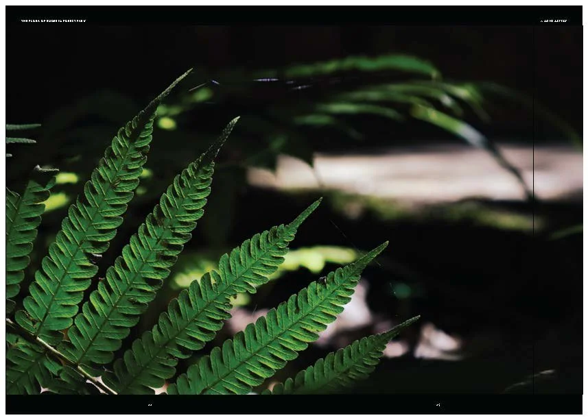 DES212 - TASK 2 - THE FUTURE OF PRINT - MARLEY POLOWYJ-STEPHEN - 1096267_Page_64.jpg