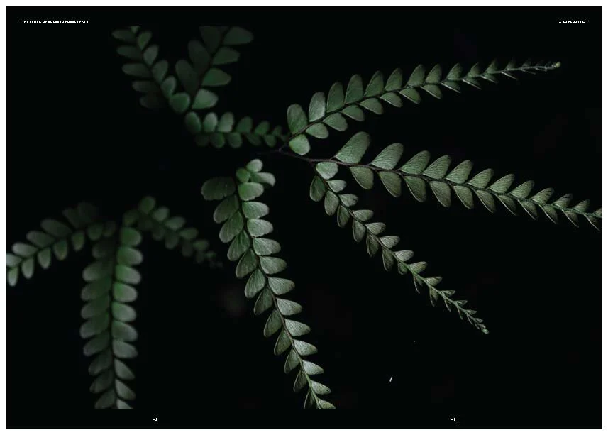 DES212 - TASK 2 - THE FUTURE OF PRINT - MARLEY POLOWYJ-STEPHEN - 1096267_Page_63.jpg